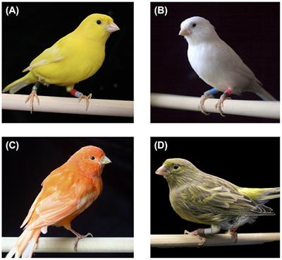 Loss of Carotenoid Plumage Coloration Is Associated With Loss of Choice for Coloration in Domestic Canaries